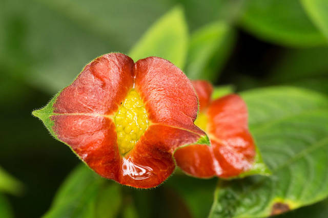 非常奇特的花之一嘴唇花