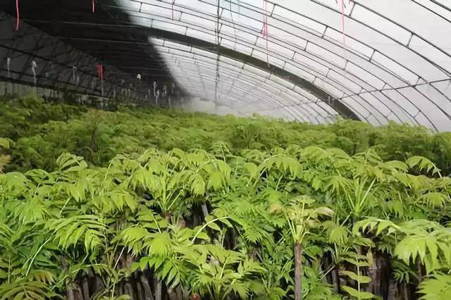 香椿是如何种植的?