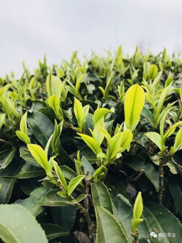 阳春三月,春茶等您采_手机搜狐网