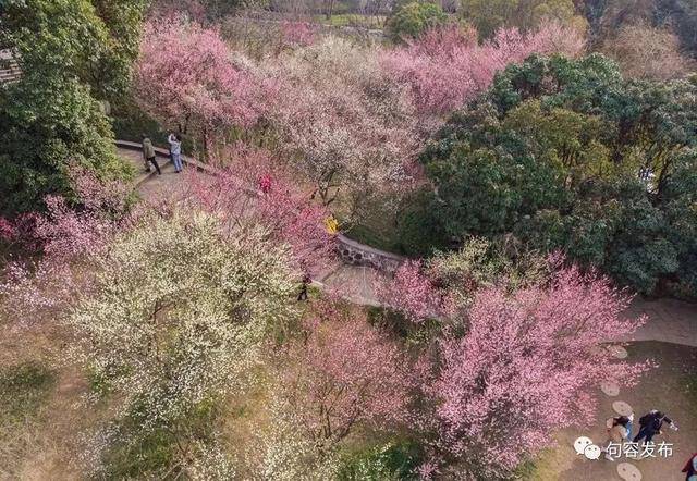 剛剛宣佈:句容入春啦,今年入春時間偏早!賞花正當時