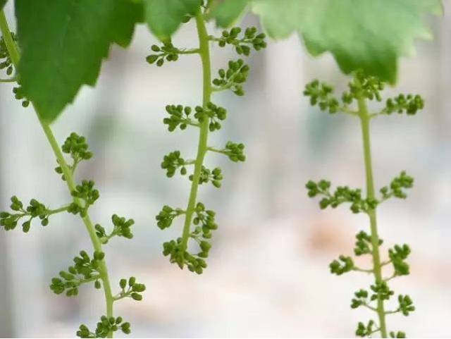 葡萄花前,花後,幼果期噴藥時,要注意在藥液中加入適量的展布劑,以