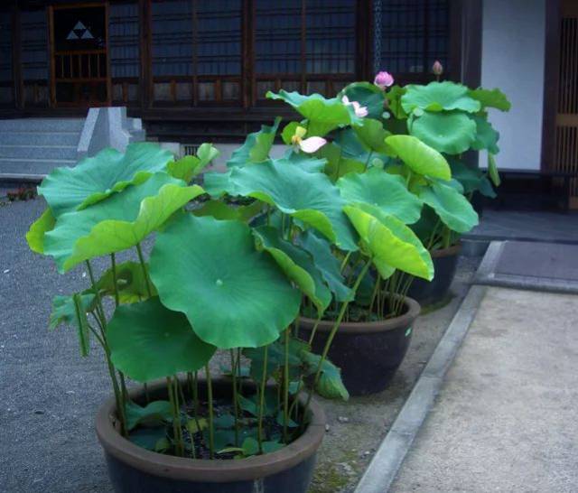 这些荷花种植技巧掌握好,从此不再羡慕别人家的荷花开