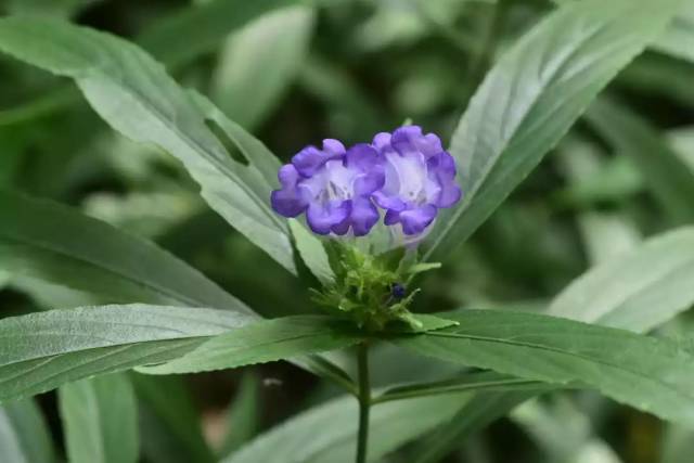 【爵床科│百草识别】菜头肾