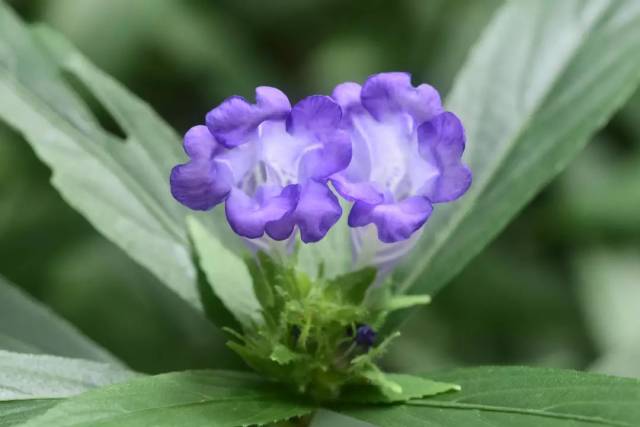 【爵床科│百草识别】菜头肾_手机搜狐网