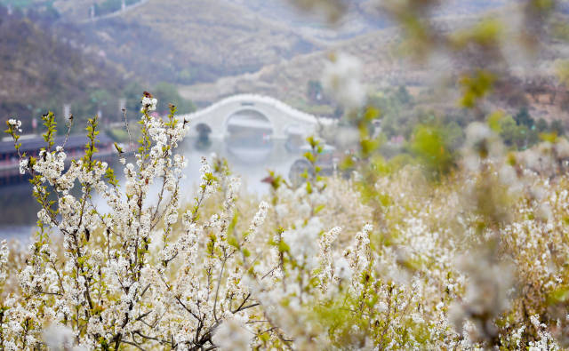 陕西西乡:樱桃花开引客来