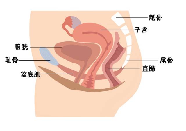 膀胱,尿道,子宫,阴道和直肠就像一只手的五个手指一样,密不可分,牢牢