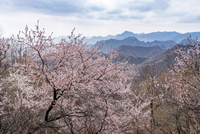 "春游邢台九龙峡 十里画廊桃花海 " 邢台九龙峡桃花美景即将盛装登场