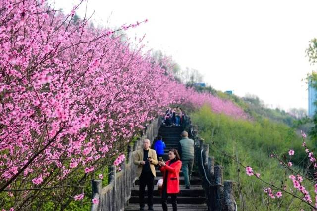 重庆踏青赏花的地方图片