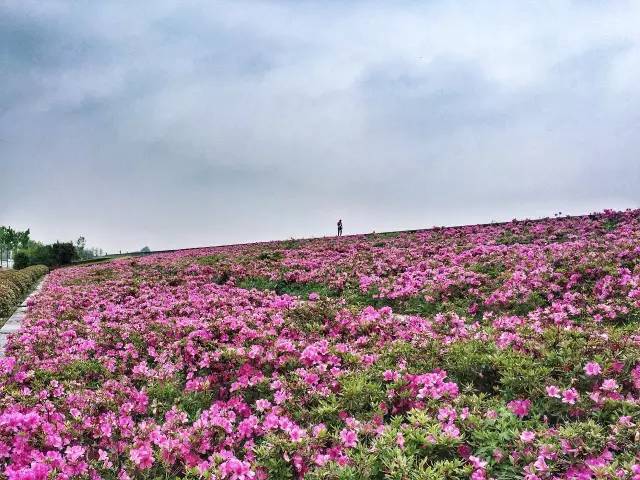 芜湖芦花荡公园图片