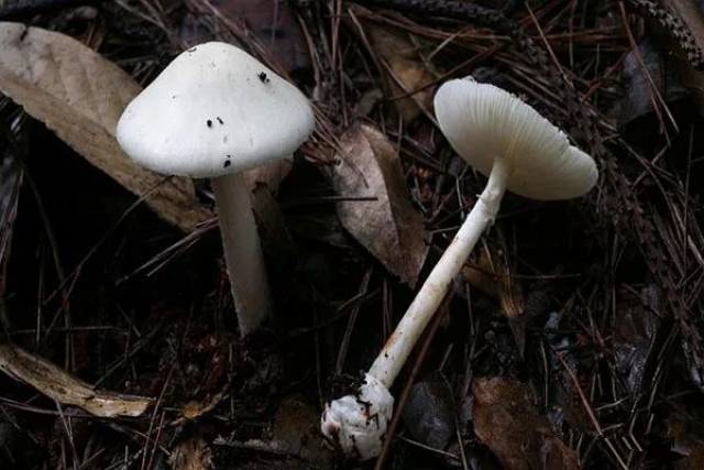 这几种野生毒蘑菇千万别碰!小心中毒!