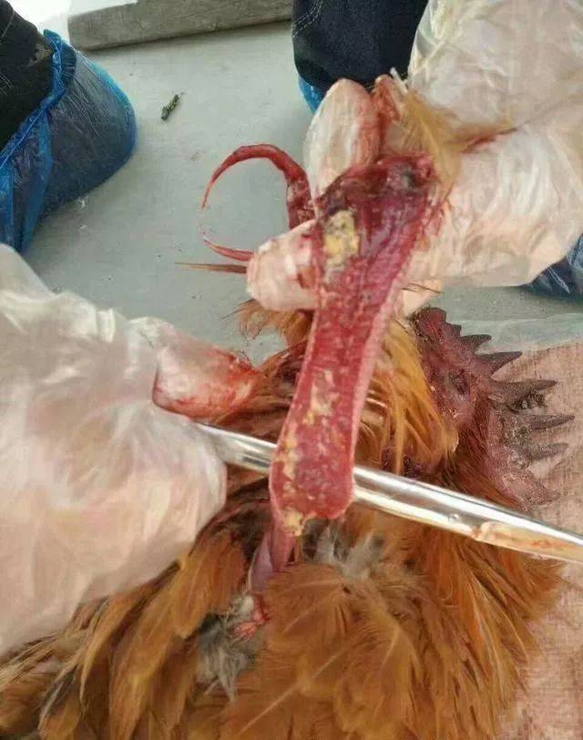 近期一波病毒来势汹汹,很多客户前来反馈鸡群咳嗽,呼噜的增多,铁三角