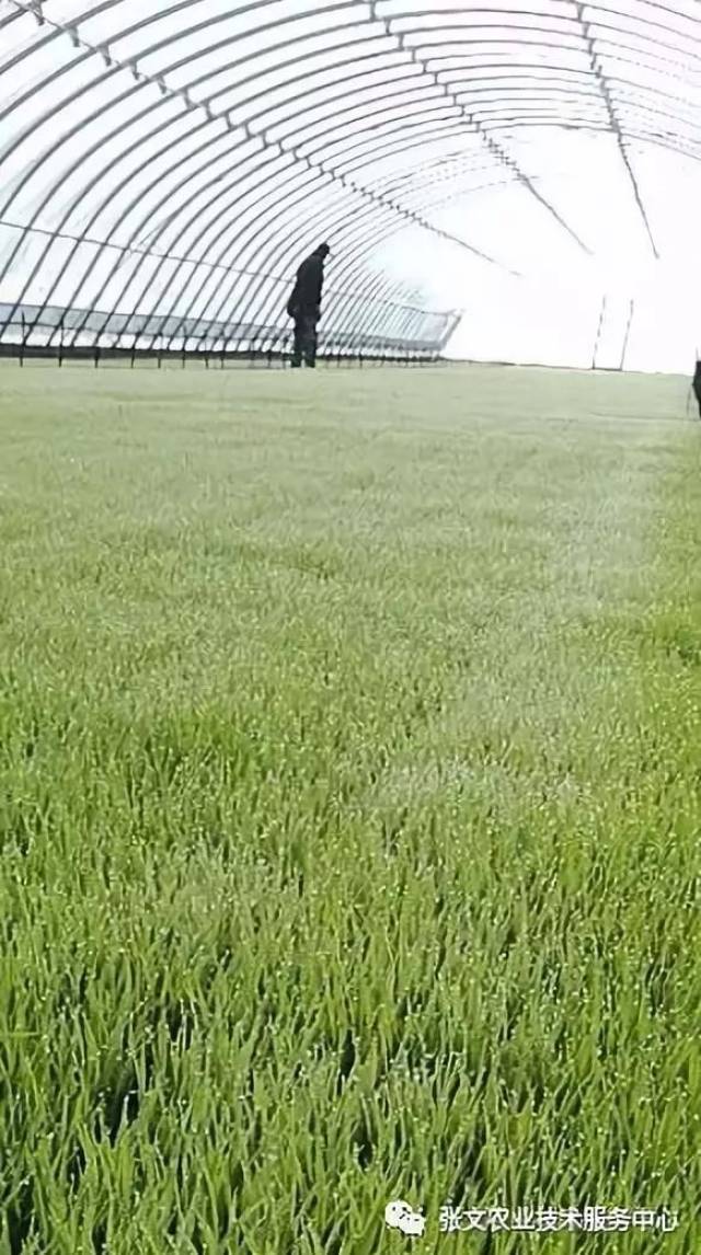 探索现代农业之光——水稻种植基地的新模式