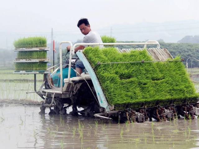 试试用机器插秧吧!省钱省力还能赚钱!_手机搜狐网
