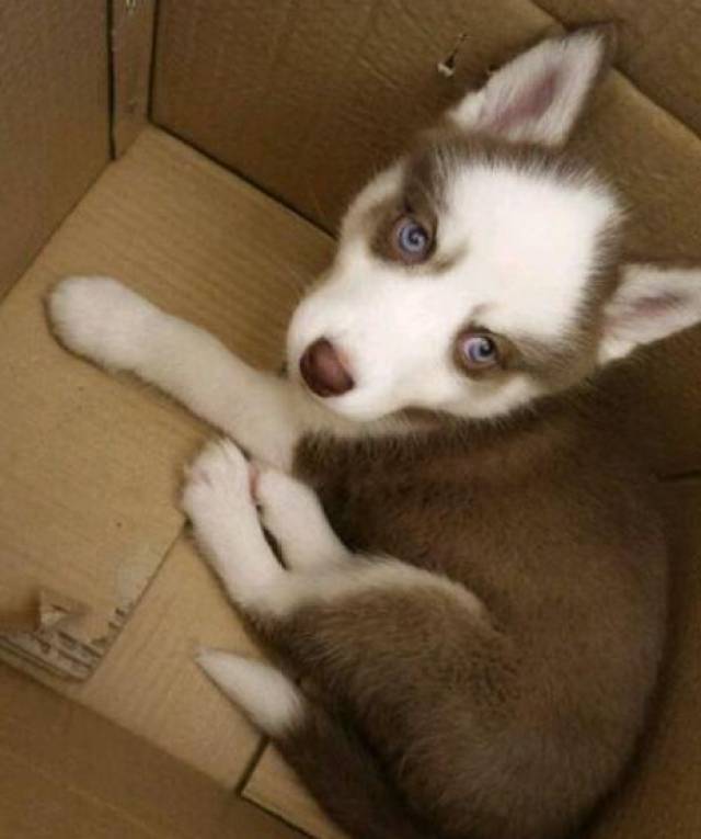 网友买这只哈士奇花费了1200元,虽然外表是地中海发型这也没有什么