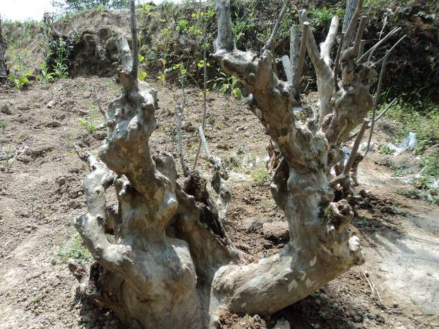 紫薇树愈老愈漂亮大的紫薇树很爱出现树洞老农是这样解决的