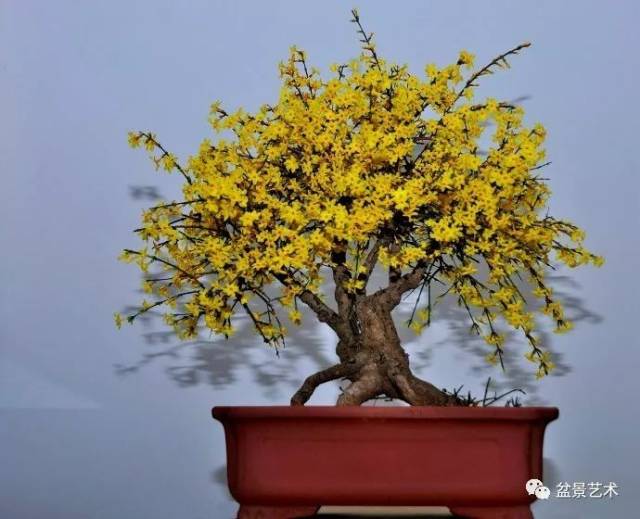 迎春花盆景的制作方法