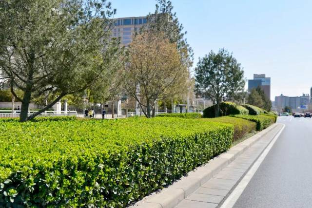 兴东公司开展绿色行动全面为道路绿篱冲洗除尘降污