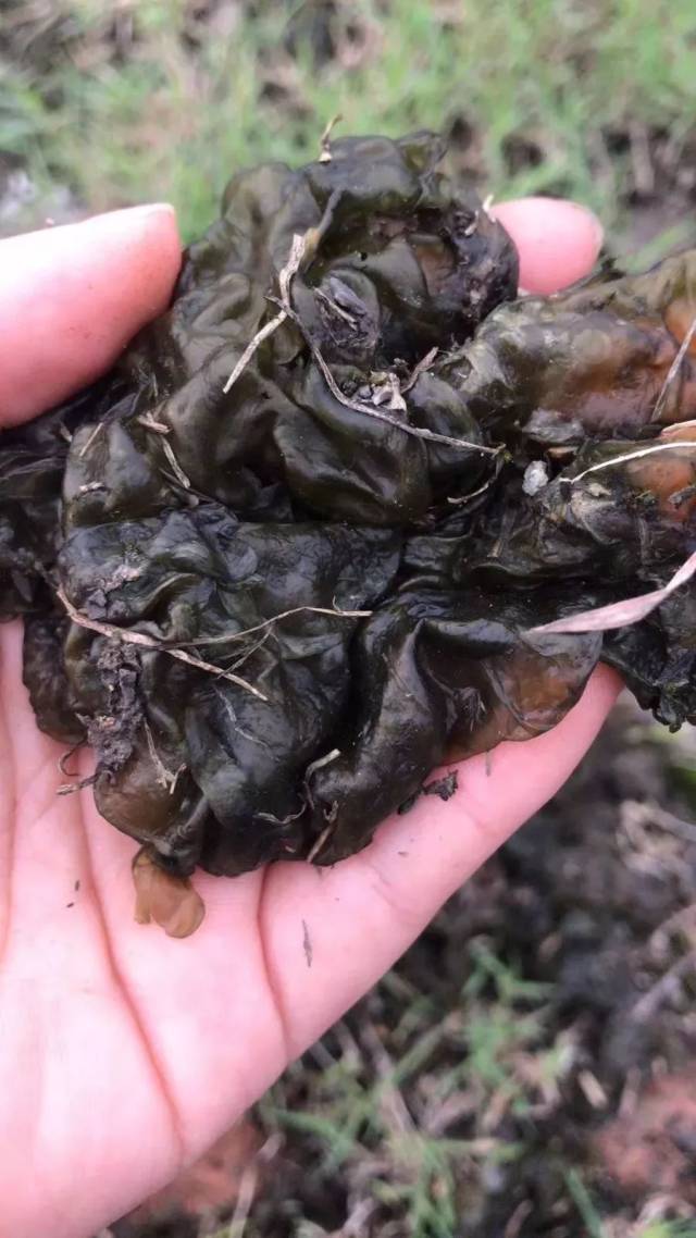 像黑木耳 但口感更加嫩 肉肉的 充滿了膠質 蒲公英具有清熱解毒的功效