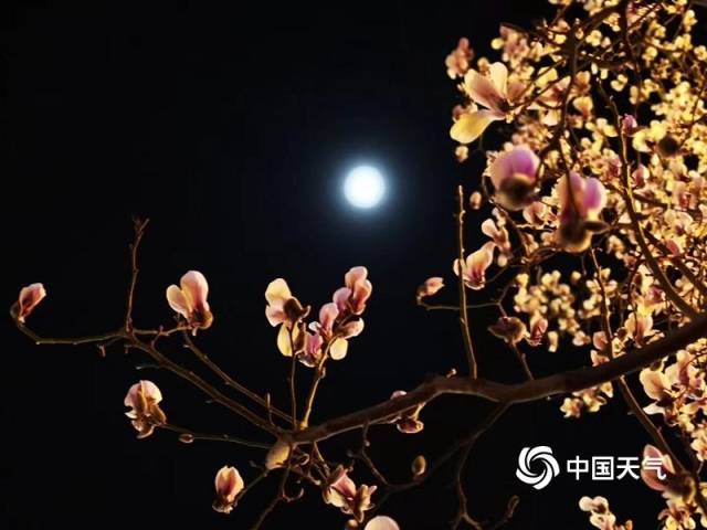 月下赏花花渐开 清风送春春正来