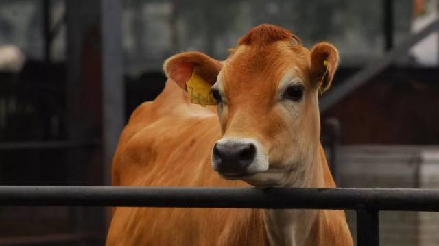 娟姗牛属小型乳用品种,原产英吉利海峡娟姗岛,是英国政府颁布法令保护