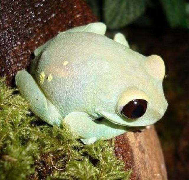它是世界上最美丽的青蛙,却带着令人恐惧的毒性?