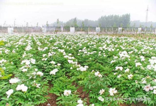 揭秘牡丹种植的奥秘：一技之长让你成为真正的园艺高手