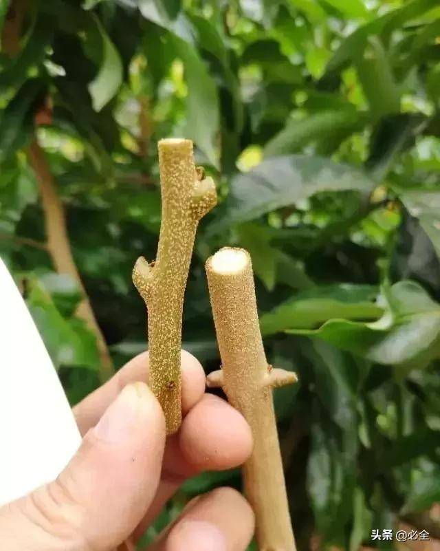 这样嫁接荔枝既操作简单,又成活率高生长最快