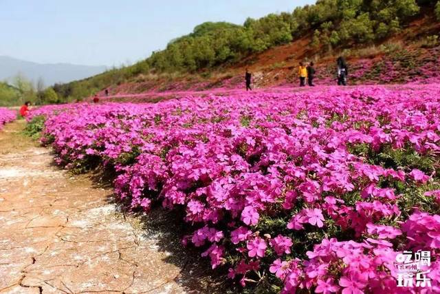 芝樱花的花期分为春秋两季春季为3,4月份,秋季为8