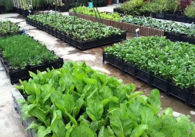 农村人想要在自家水泥楼顶种菜,可不可以,这几点是关键!