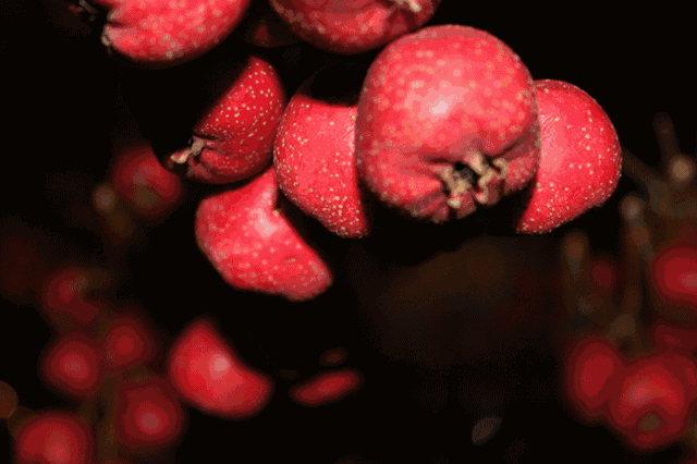 我们的空心山楂原料来自" 中国山楂之乡"河北承德,并且每一颗山楂都