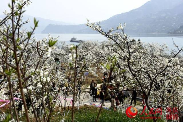 "中国李乡·三峡花海"第二届长江三峡(巫山)李花节在重庆市巫山县曲尺