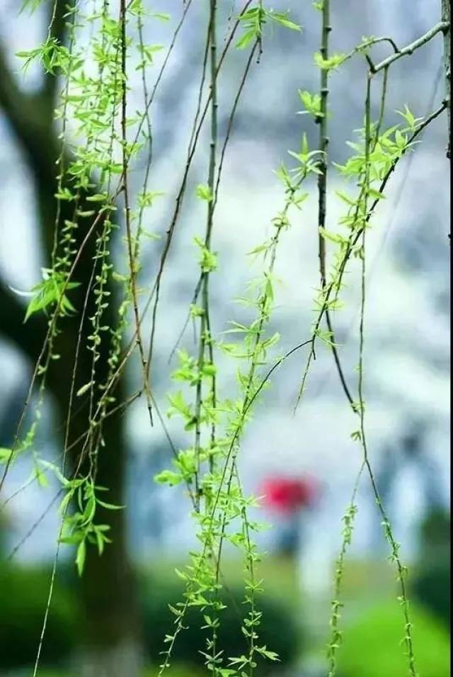 美文丨迎接一場春天的煙雨