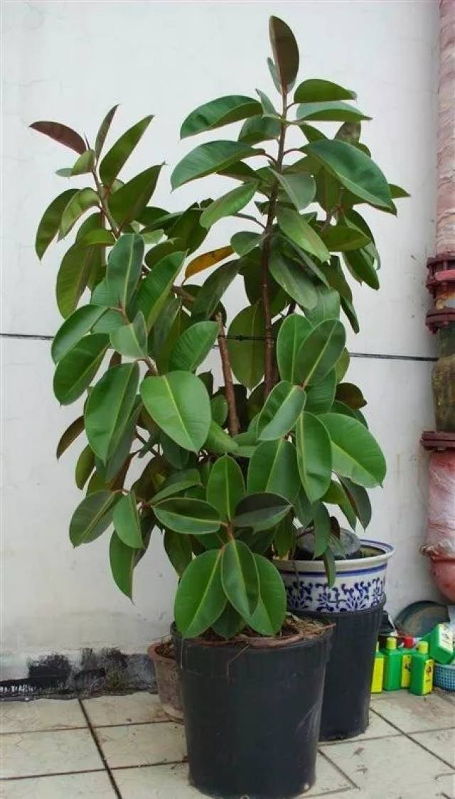 橡皮树很耐修剪,算是越剪越旺的植物,很多花友在室内养橡皮树,非常