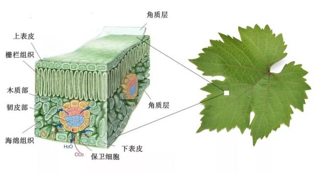 葡萄叶片微观结构 ③ 调节作用 这个体现在多个方面