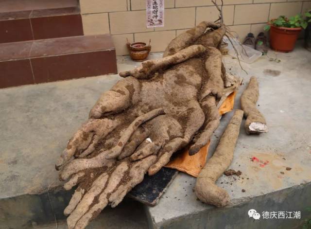 德庆这位老师牛逼种出百斤重淮山王300元卖出曾种出十多斤重萝卜王