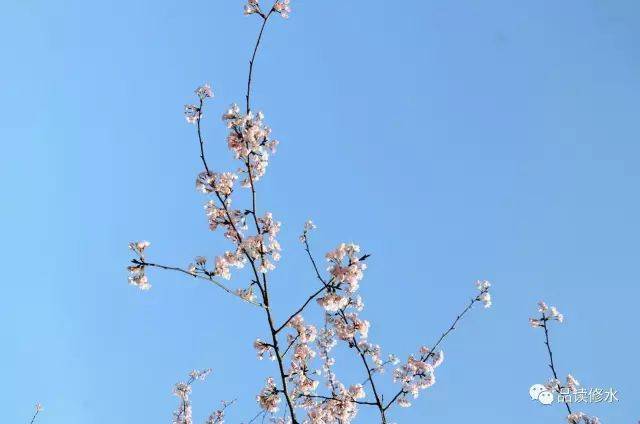 每年阳春三月,依山成势的布甲乡樱花花海,由白到粉,由粉到紫,远远看去