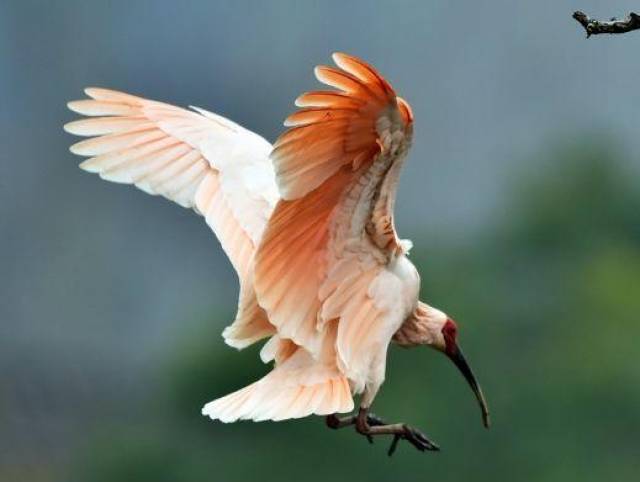 国家保护动物东方宝石朱鹮