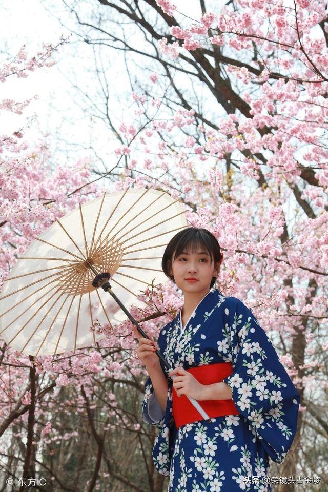 樱花盛开,女孩着和服在樱花丛中拍摄写真,精美绝伦