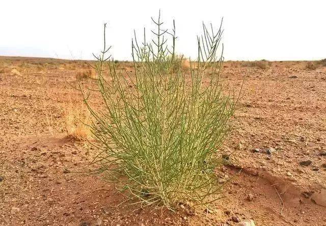 有人说蚂蚁森林中的梭梭树只是堆杂草?