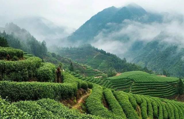 开化龙顶茶为中国的名茶新秀1985年在浙江省名茶评比中,荣获