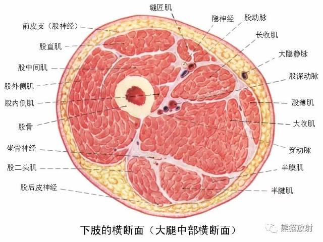 大腿肌肉ct断层解剖图片