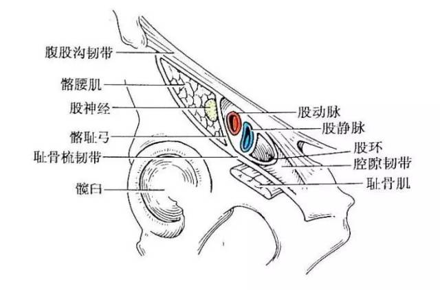 2)隐静脉裂孔(卵圆窝),是大隐静脉及属支穿入的出口,位于腹股沟韧带中