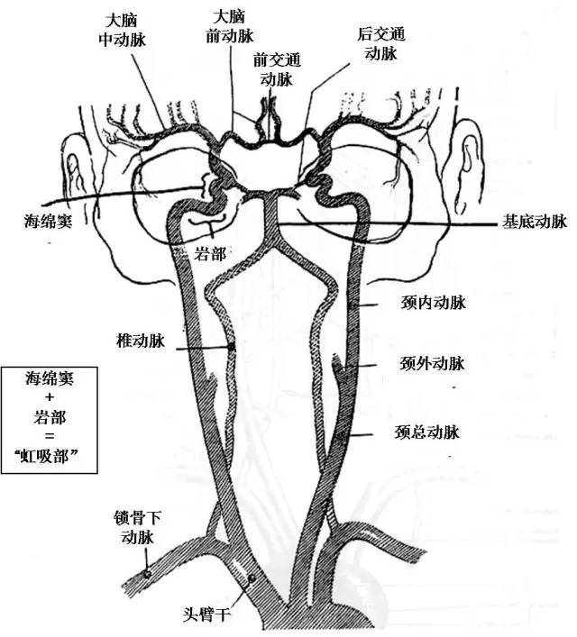 大脑动脉环图片