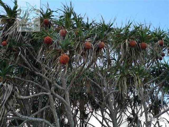 路边植物长在树上的菠萝