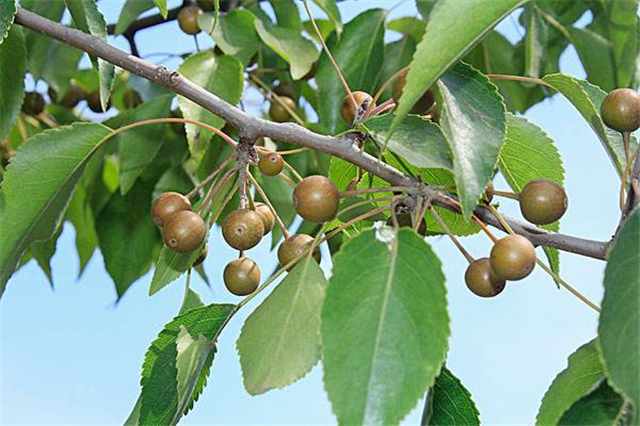 农村这个"豆梨",你小时候可能吃过,如今很少见,价值珍贵