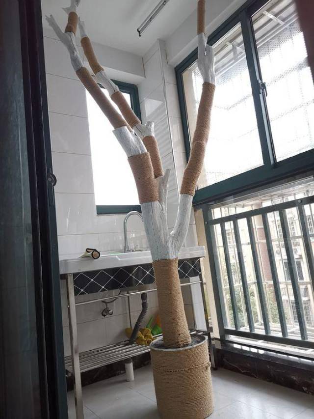 用废树枝做猫爬架?又省钱又好玩
