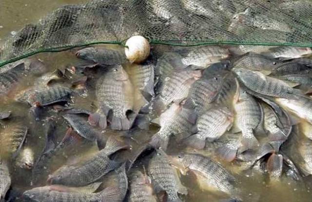 广东人过年必吃的大粪鱼,汤浓肉嫩味道极鲜,但北方人却不爱吃_手机