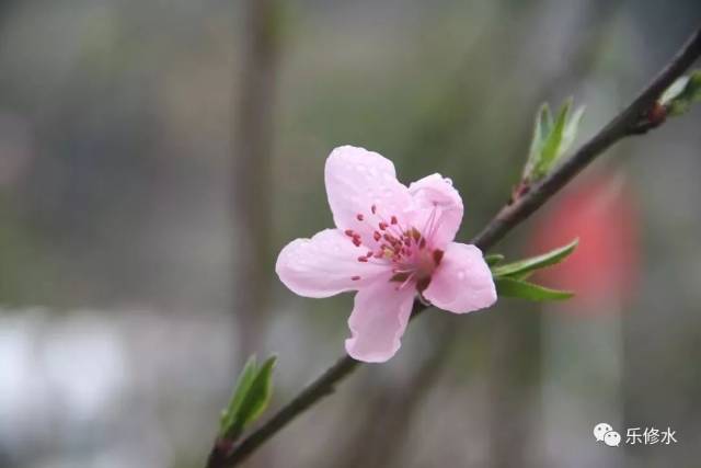 "樱为爱" 樱乡布甲10公里微型马拉松比赛正式开跑