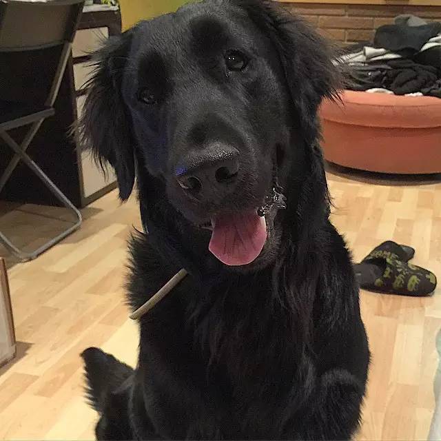 黑色金毛?不,这是一直被认错的平毛寻回犬!_手机搜狐网