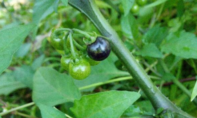 农村一种野草,结的果实是不错的药材,在城里想买都没有